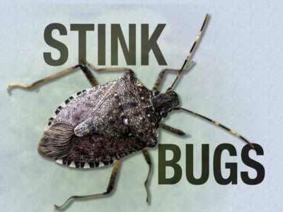 Stink Bugs & the State Police